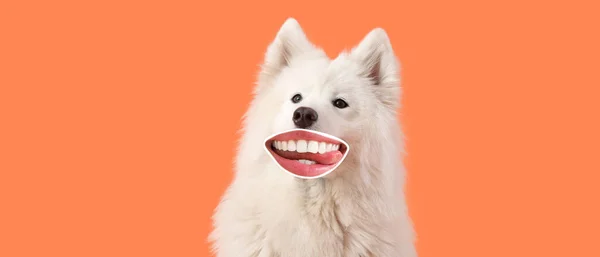 Αστεία Samoyed Σκυλί Ανθρώπινα Χείλη Πορτοκαλί Φόντο — Φωτογραφία Αρχείου