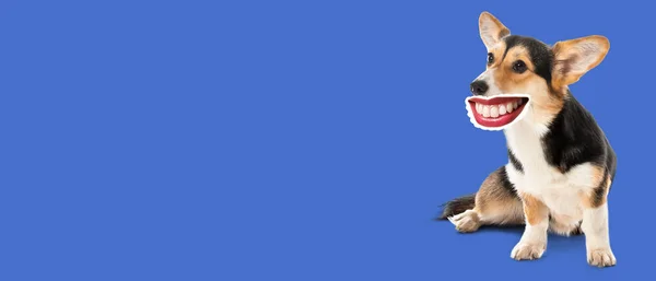 Vtipný Usměvavý Pes Lidskými Rty Modrém Pozadí Prostorem Pro Text — Stock fotografie