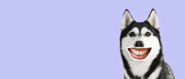 Grappig Lachend Husky Met Menselijke Lippen Lila Achtergrond Met Ruimte — Stockfoto