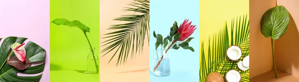 Collage Foglie Tropicali Fresche Fiori Noci Cocco Sfondo Colore — Foto Stock