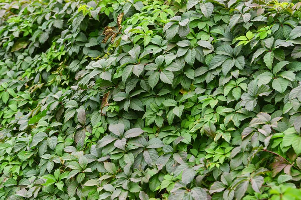 Bushes Beautiful Green Leaves Outdoors — Stock Photo, Image