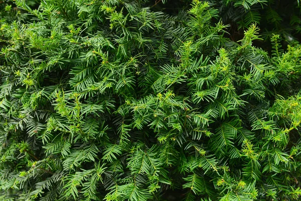Green Yew Bush Background — Stock Photo, Image