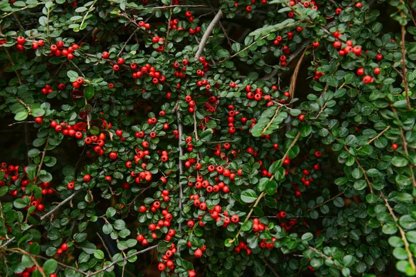 Schöner Strauch Mit Roten Beeren Als Hintergrund — Stockfoto