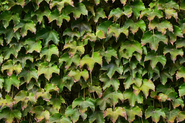 Bush Green Leaves Background — Stock Photo, Image