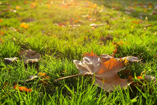 stock image Fresh green grass and autumn leaves on sunny day