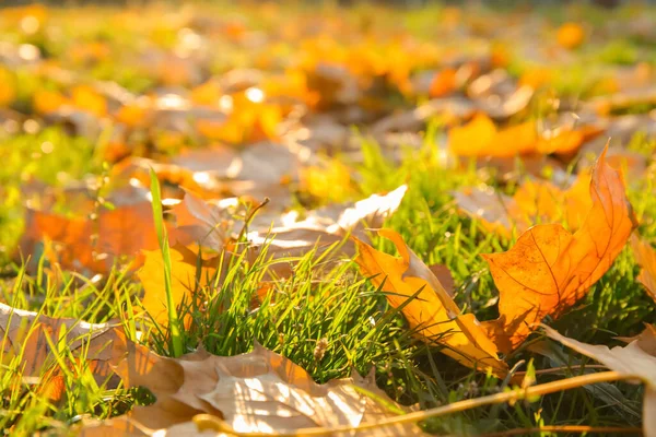 Dry Autumn Leaves Green Grass Sunny Day — Stock Photo, Image