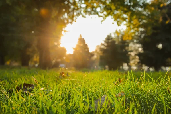 Beautiful Green Lawn Park Sunny Autumn Day — Stock Photo, Image