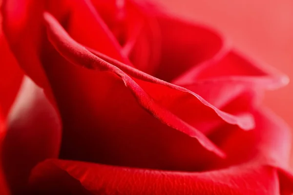 Linda Rosa Vermelha Flor Close — Fotografia de Stock