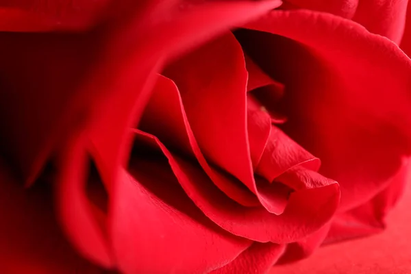 Красива Червона Квітка Троянди Крупним Планом — стокове фото