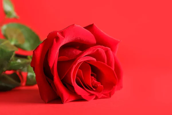 Fresh Rose Flower Red Background Closeup — Stock Photo, Image