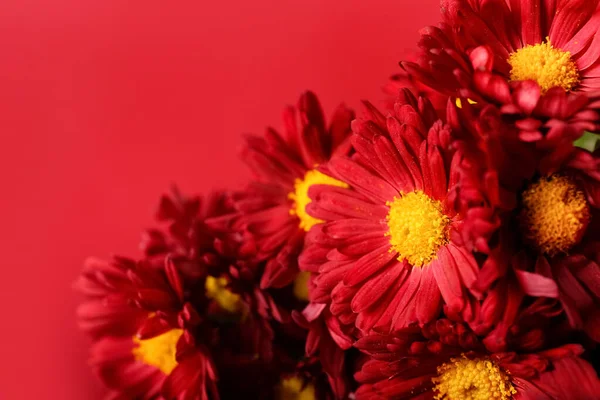 Färska Krysantemum Blommor Röd Bakgrund Närbild — Stockfoto