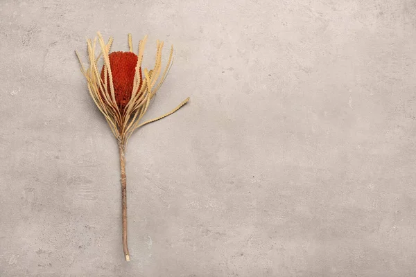Floare Uscată Protea Fundal Deschis — Fotografie, imagine de stoc