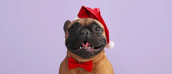 Bonito Bulldog Francês Santa Chapéu Fundo Lilás — Fotografia de Stock