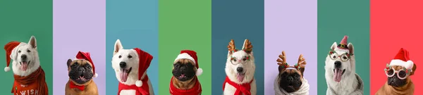 Set Cute Dogs Christmas Costumes Color Background — Stock Photo, Image