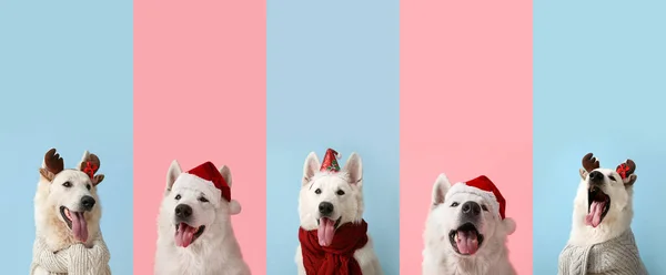Σύνολο Χαριτωμένο Σκυλί Χριστουγεννιάτικα Κοστούμια Στο Φόντο Χρώμα — Φωτογραφία Αρχείου