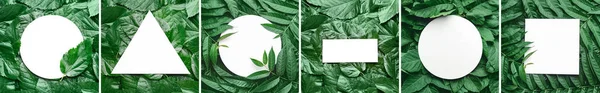 Collage Tarjetas Vacías Con Hojas Verdes —  Fotos de Stock