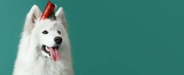 Noel Baba şapkalı şirin Samoyed köpek yeşil arka planda mesaj için yer var.