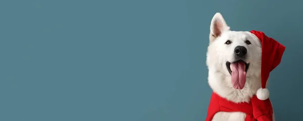 Weißer Hund Mit Weihnachtsmütze Auf Blauem Hintergrund Mit Platz Für — Stockfoto