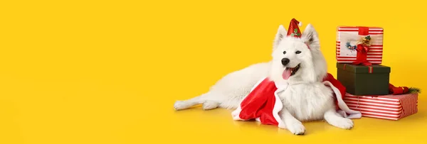 Cute Samoyed Dog Santa Costume Many Christmas Gifts Yellow Background — Stock Photo, Image
