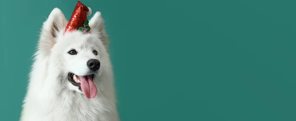 Χαριτωμένο Σκυλί Samoyed Σάντα Καπέλο Πράσινο Φόντο Χώρο Για Κείμενο — Φωτογραφία Αρχείου