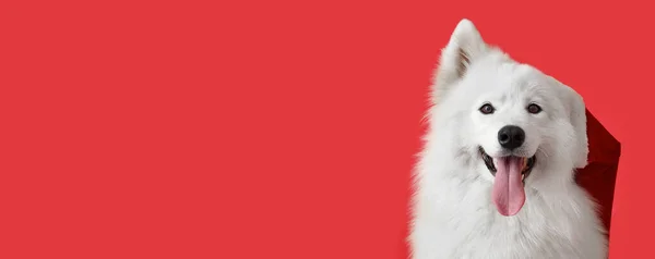 Lindo Perro Samoyedo Sombrero Santa Sobre Fondo Rojo Con Espacio —  Fotos de Stock