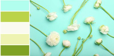 Turkuaz arka planda bir sürü ranunculus çiçeği var. Farklı renk desenleri