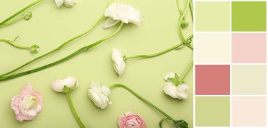 Yeşil arka planda narin ranunculus çiçekleri. Farklı renk desenleri