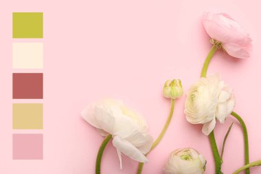 Pembe arka planda güzel ranunculus çiçekleri. Farklı renk desenleri