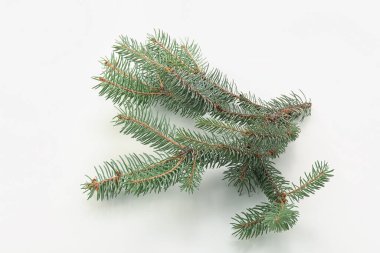 Beyaz arkaplanda yeşil Noel dalları