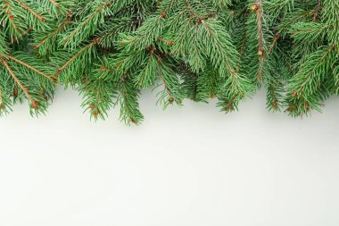 Beyaz arkaplanda yeşil köknar dalları