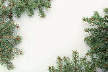 Beyaz arkaplanda yeşil köknar dallarından yapılmış çerçeve