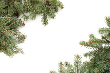 Beyaz arkaplanda yeşil köknar dallarından yapılmış çerçeve