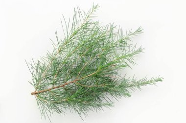 Beyaz arkaplanda çam dalları