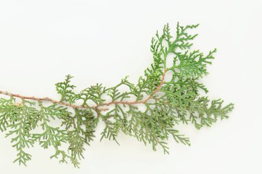 beyaz zemin üzerine Mazı şubeleri