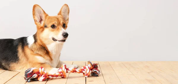 stock image Cute Corgi dog with toy lying on floor against light background