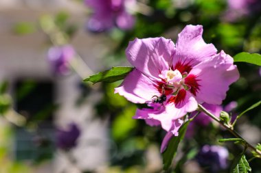 Bahçedeki gülhatmi çiçekleri
