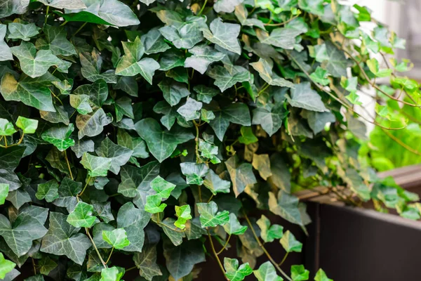Bush Green Ivy Fence — Stock Photo, Image