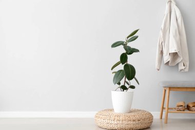 Ev bitkisi ve bank ile aydınlatma salonunun içi