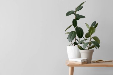 Işık duvarının yanındaki bankta kitapları olan yeşil bitkiler.