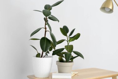 Ev bitkileriyle, kitaplarla ve lambayla aydınlık duvarın yanında.