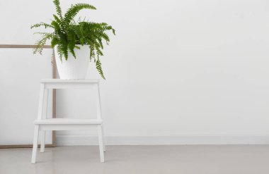 Işık duvarının yanındaki merdivendeki ev bitkisi.