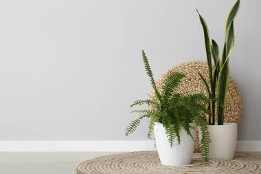 Işık duvarının yanında rattan pouf olan bitkiler