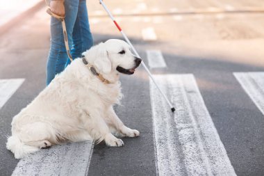 Şehirde kör bir adamla yol gösteren rehber köpek.