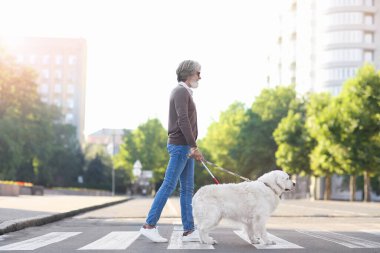 Kör yaşlı adam, şehirde rehber köpekle karşıdan karşıya geçiyor.