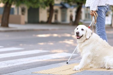 Şehirdeki yaya geçidinde kör bir adamla rehber köpek.