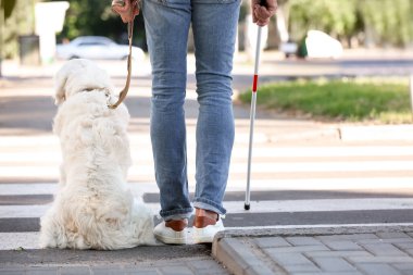Şehirdeki yaya geçidinde kör bir adamla rehber köpek.