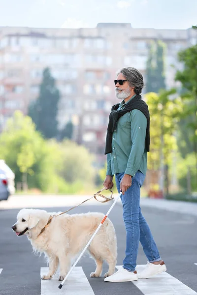 Senior blind man crossing road with guide dog in city
