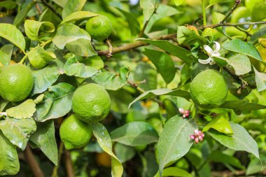 Çiftlikte olgunlaşmamış limonlu ağaç, yakın plan.