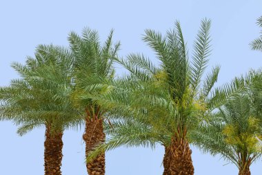 Mavi gökyüzüne karşı güzel palmiye ağaçları