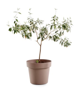 Beyaz arka plan üzerinde dekoratif zeytin ağacı